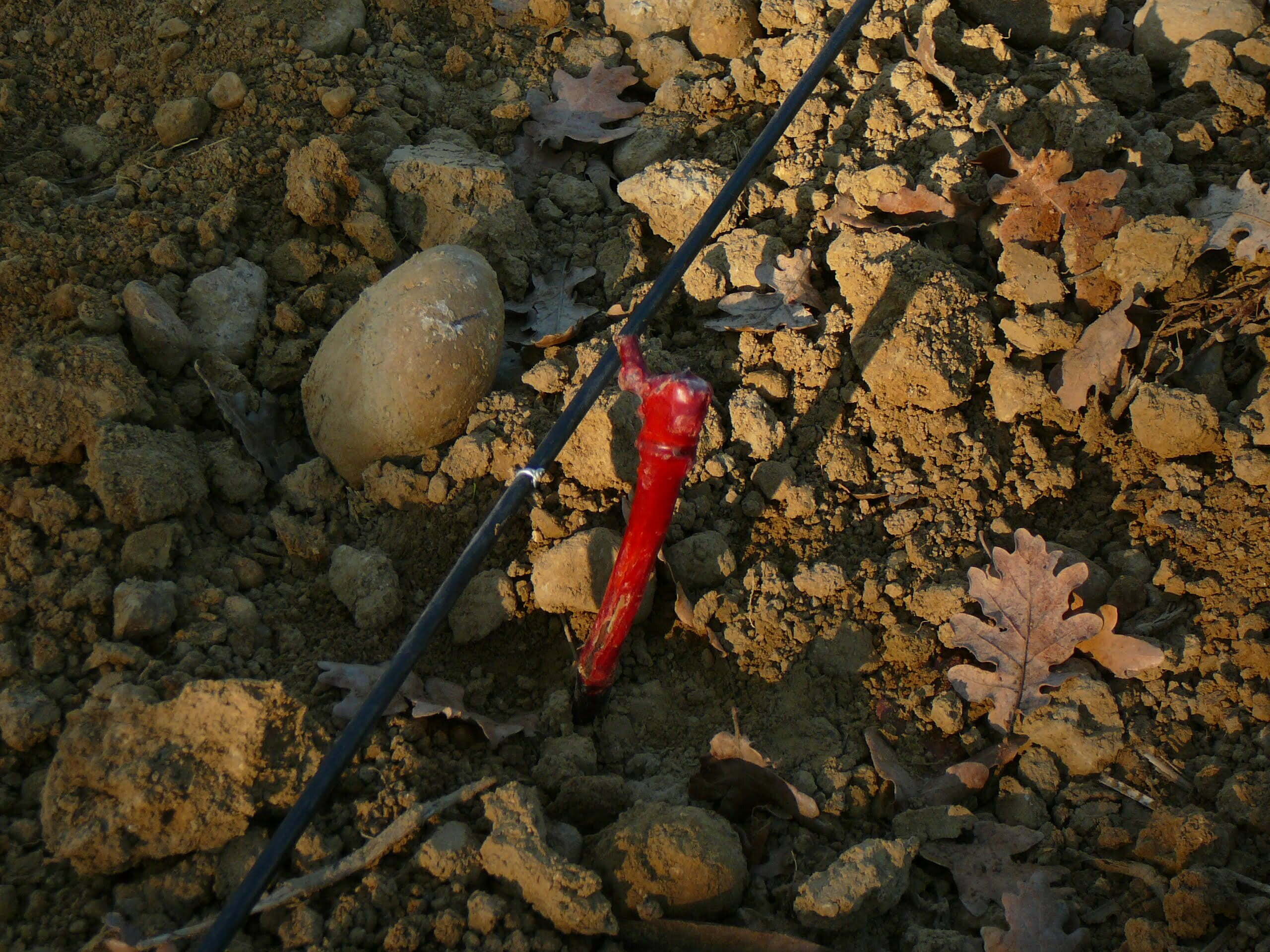 Domaine Vendome | Jeune plant de syrah.