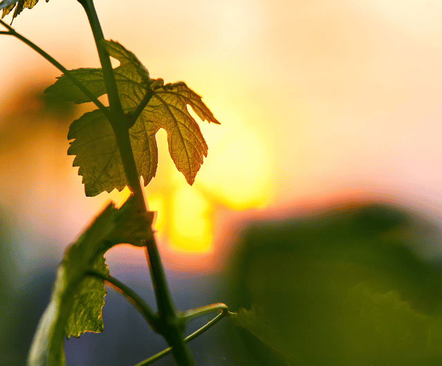 Domaine Vendome | Producteur de vins certifiés bio Crozes-Hermitage, Cornas, Viognier à Larnage, proche Tain L'Hermitage - Drôme