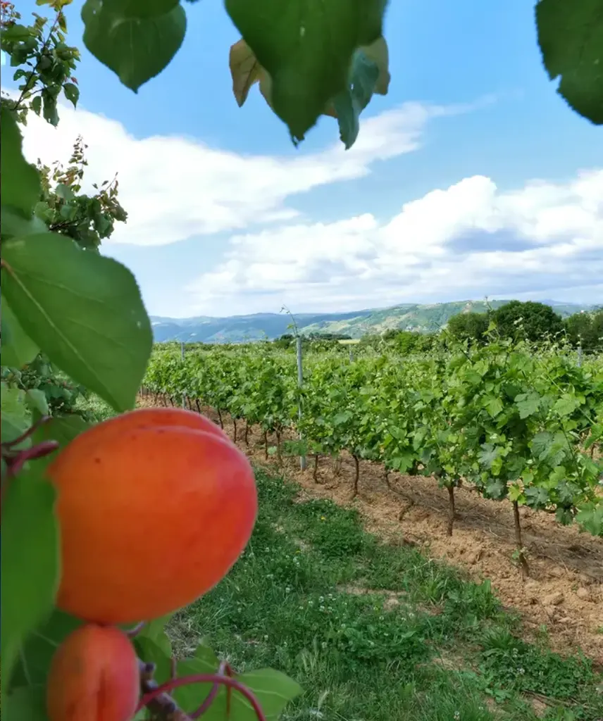 Abricotiers plantés à côté des vignes du Domaine Vendome dans la Drôme. Polyculture comme patrimoine familial du domaine.