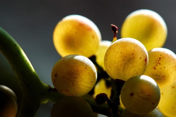 Grappe de cépage blanc, du domaine Vendome.