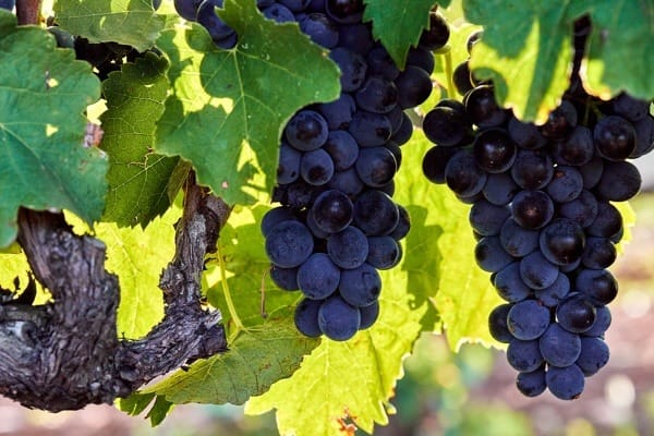 Grappe de syrah avant les vendanges en Crozes-Hermitage.